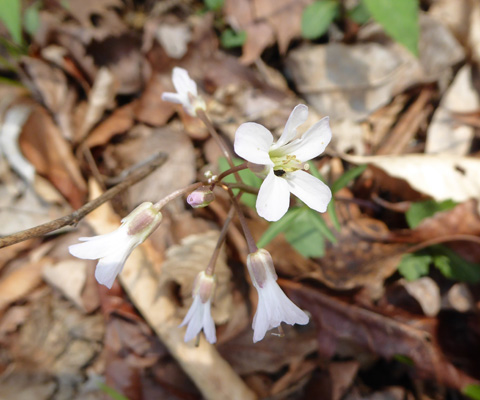 Unknown white flower