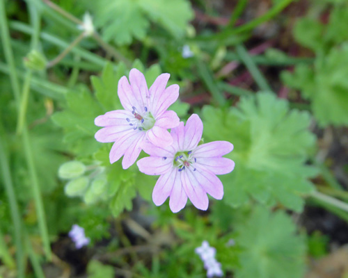 Dovefoot Geranium (Geranium molle)