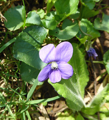 Dog violets (Viola labradorica)