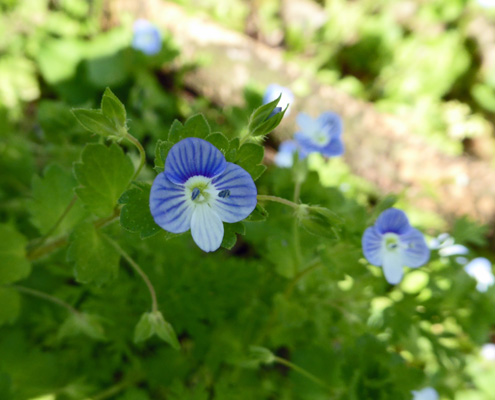 Persian Speedwell (Verionica persica)