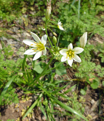 White flower