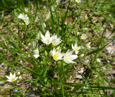 Unknown white flower