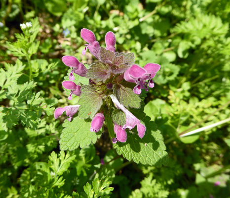 Henbit (Lamium amplexicaule)