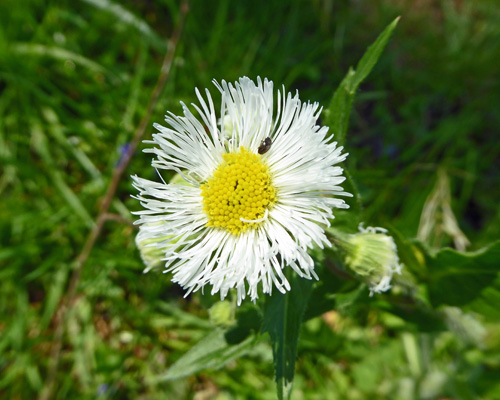 Daisy Fleabane (Erigeron strigosus)