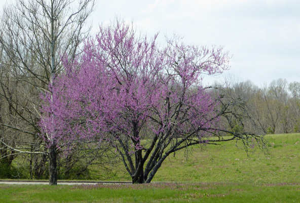 Redbud Natchez Trace TN