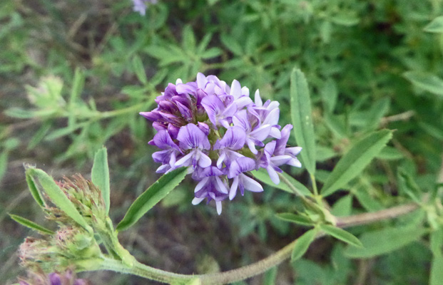 Prairie Milkvetch (Astragalus laxmannii)