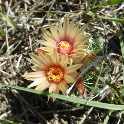 Missouri Foxtail Cactus (Escobaria missouriensis)