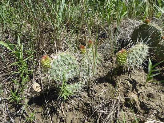 Prickley Pear Cactus