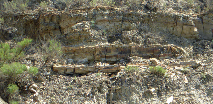 Petrified wood