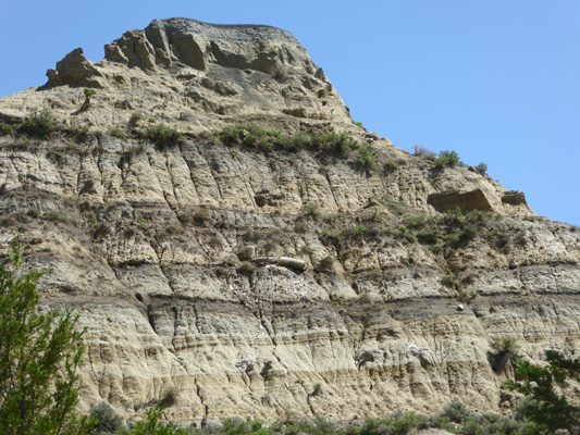 Petrified wood in badlands