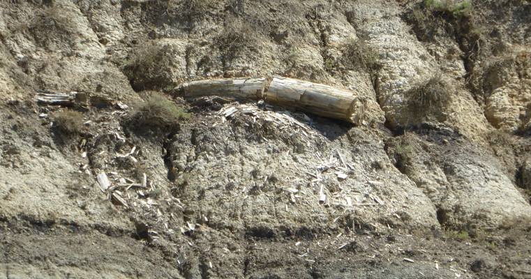 Petrified wood