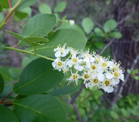 Chokecherry flowers