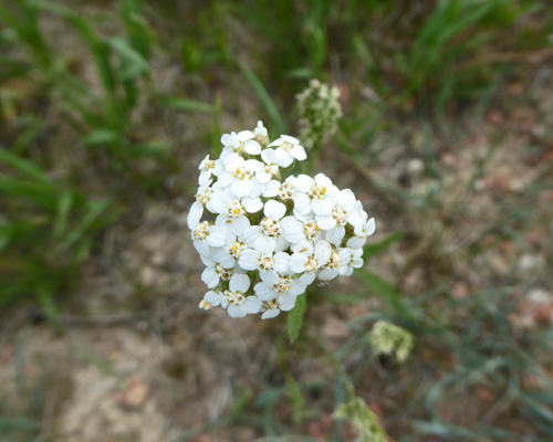Yarrow (Achillea millefolium)