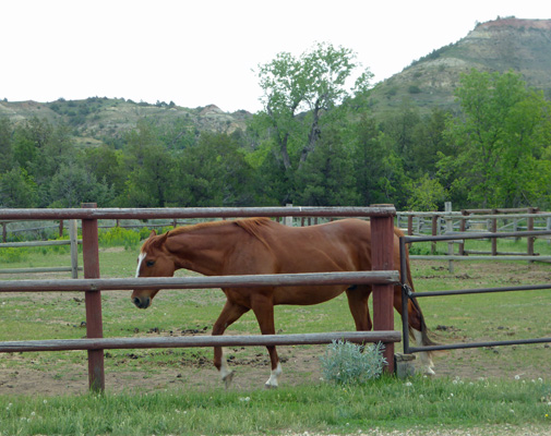 Horse at Peaceful Valley Ranch