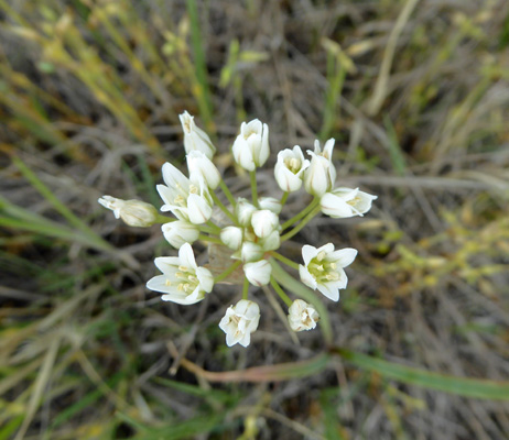 Prairie Onion (Allium textile)