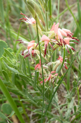 Scarlet Beeblossom (Oenothera suffrutescens)