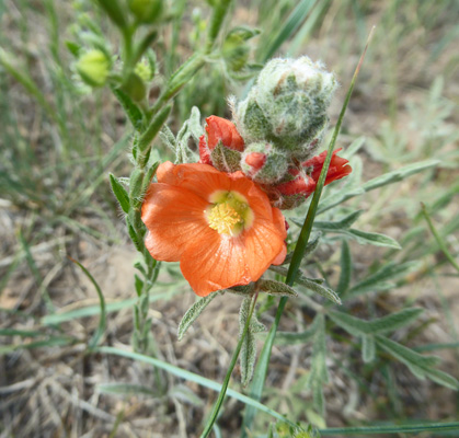 Scarlet Globemallow (Sphaeralcea coccinea)