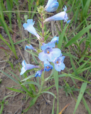 Broadbeard Beardtongue (Penstemon angustifolius)