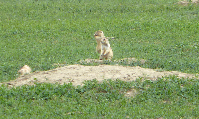 Prairie dogs