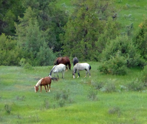 Ferral horses