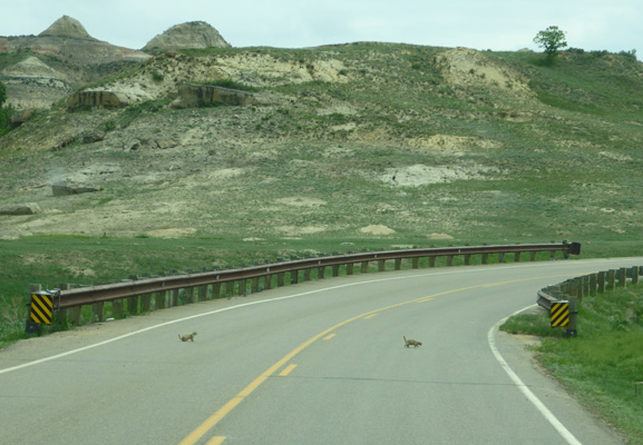 Prairie dogs on road