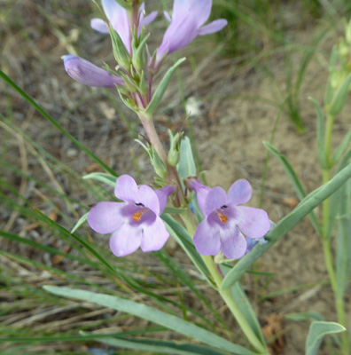 Broadbeard Beardtongue (Penstemon angustifolius)