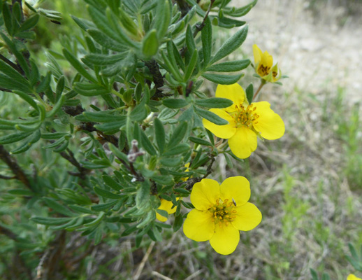 Shrubby cinquefoil