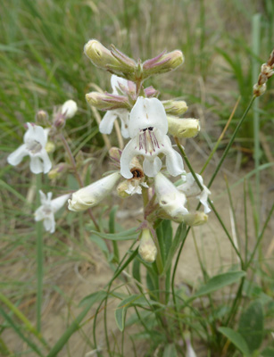 White Penstemon (Penstemon albidus)