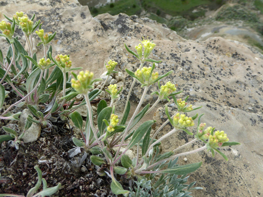 Woodland Whitlow-grass (Draba nemorosa)