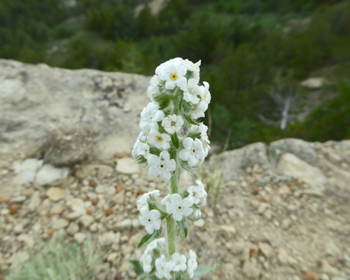 Northern Cryptantha (Cryptantha celosioides)