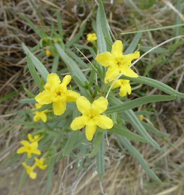 Fringed Puccoon (Lithospermum incisum)