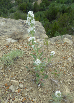 Northern Cryptantha (Cryptantha celosioides)