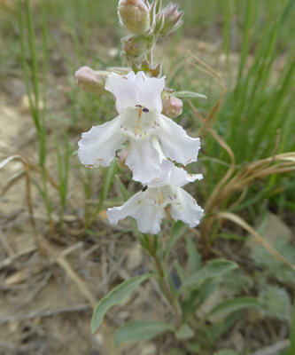 White Penstemon (Penstemon albidus)