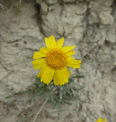 Stemless Hymenoxys (Tetraneuris caulis)