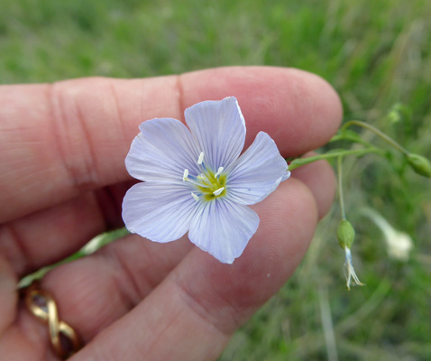  Lewis Flax (Linum lewisii)