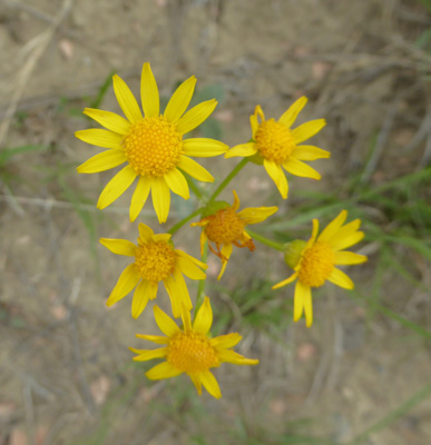 Wooly Groundsel (Packera cana)