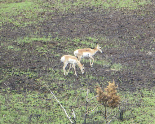 pronghorns on burned area