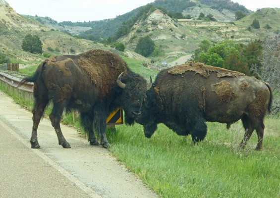 Bison