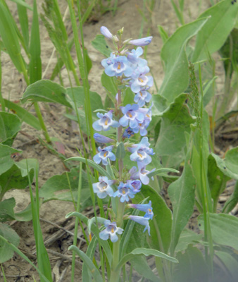  Waxleaf Penstemon (Penstemon nitidus)