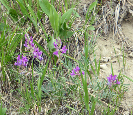 Purple Milkvetch (Astragalus agrestis)