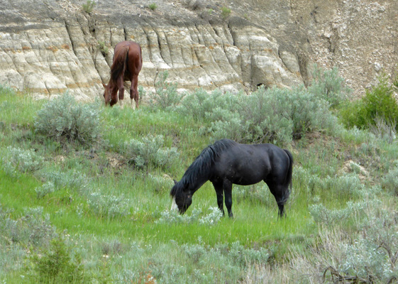 Ferral horses