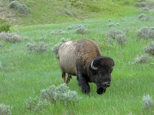 Bison