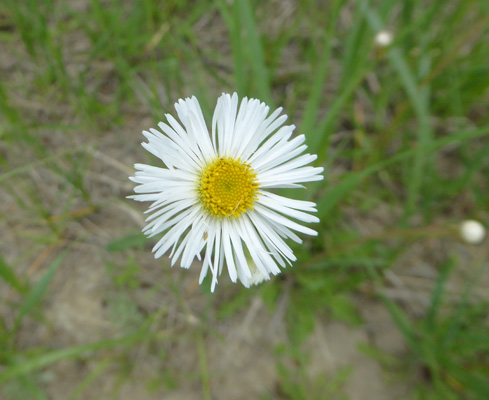 Streamside Fleabane (Erigeron glabellus)