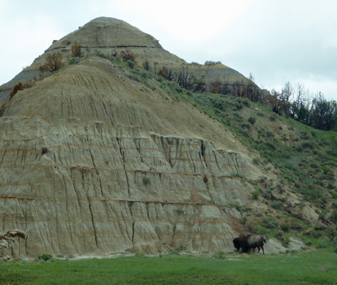 Bison in badlands