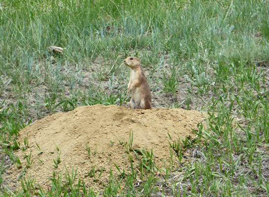 Prairie dog