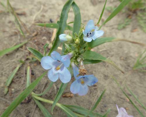 Broadbeard Beardtongue (Penstemon angustifolius)