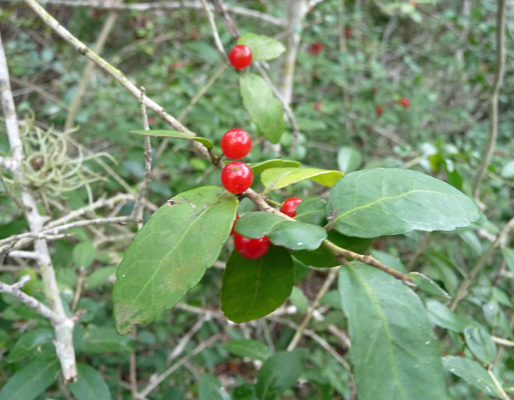 Yaupon (Ilex vomitoria)