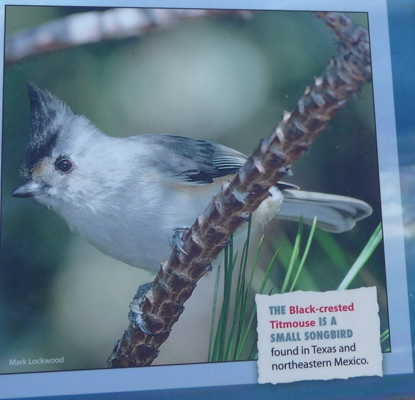 black-crested titmouse sign