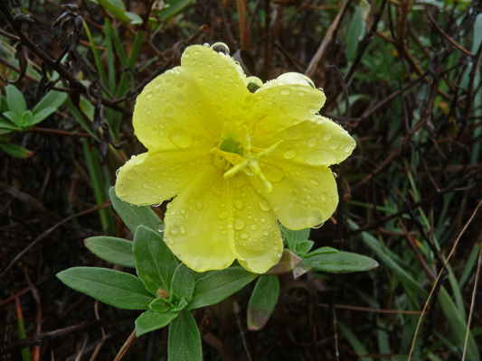 Beach Evening Primrose (Oenothera drummondii)