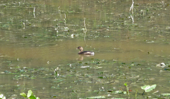 Duck in resaca